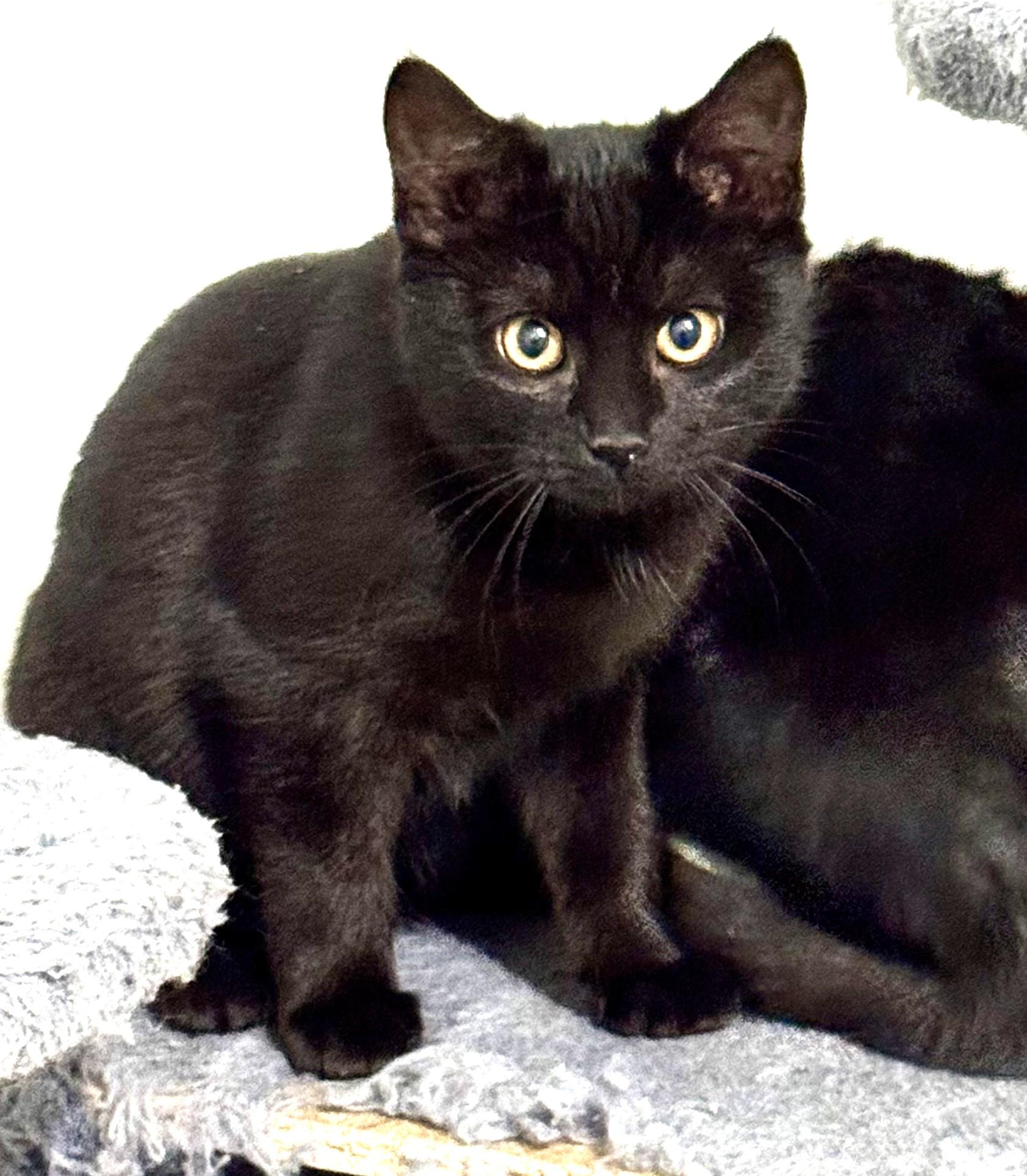 Enlarge Rain, fun & friendly playful baby beauty!, a ADOPTABLE mixed breed in Bonney Lake, WA image 1/4