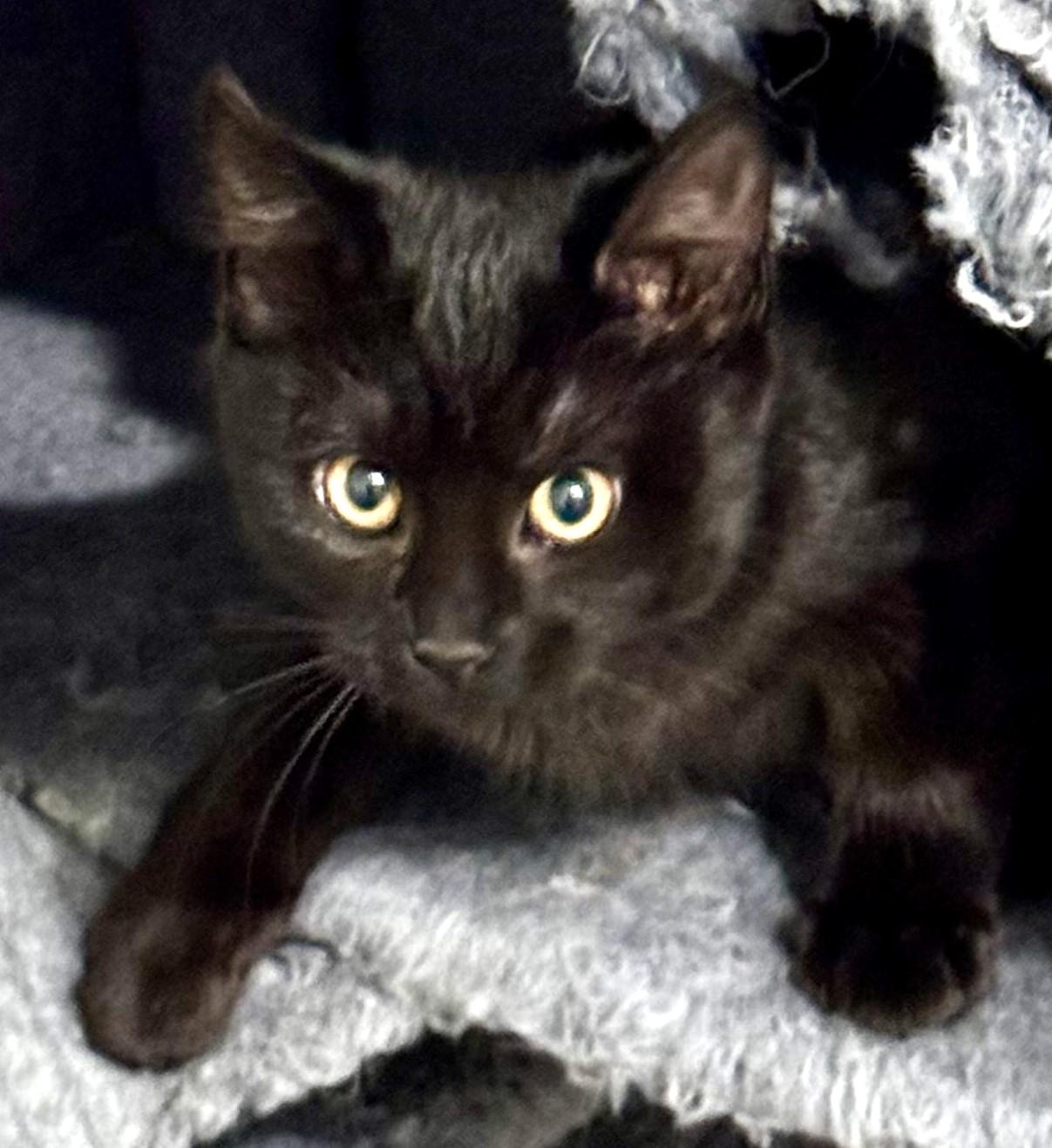 Enlarge Rain, fun & friendly playful baby beauty!, a ADOPTABLE mixed breed in Bonney Lake, WA image 3/4