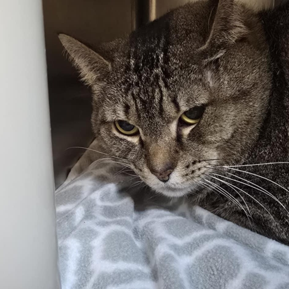 Melon, adopted, Adult Female Domestic Short Hair.