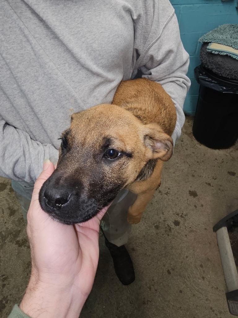 Brownie, Adoptable, Puppy Female Mixed Breed.