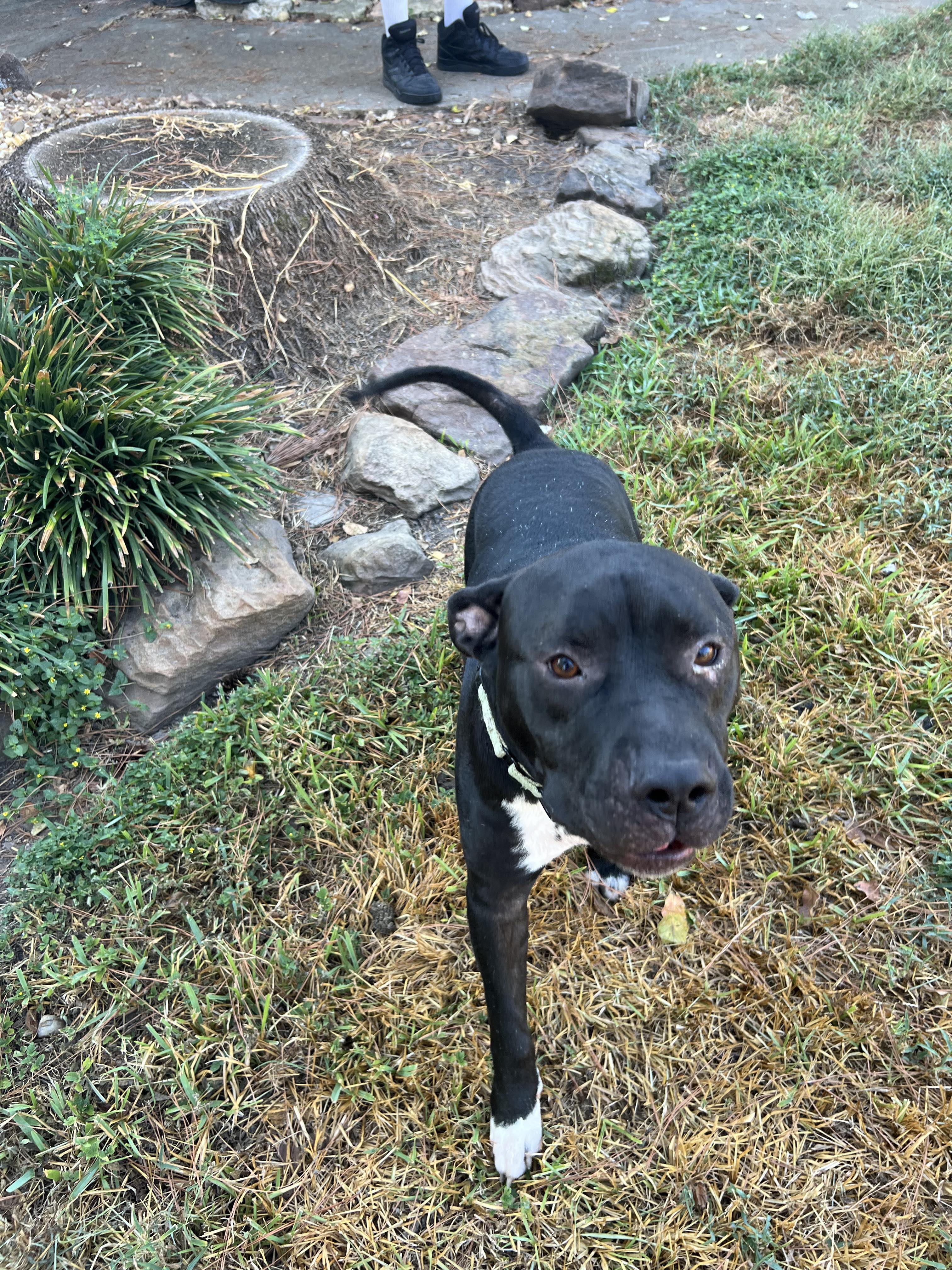 Dog for adoption Phatman, an American Staffordshire Terrier Mix in Winchester , VA Petfinder