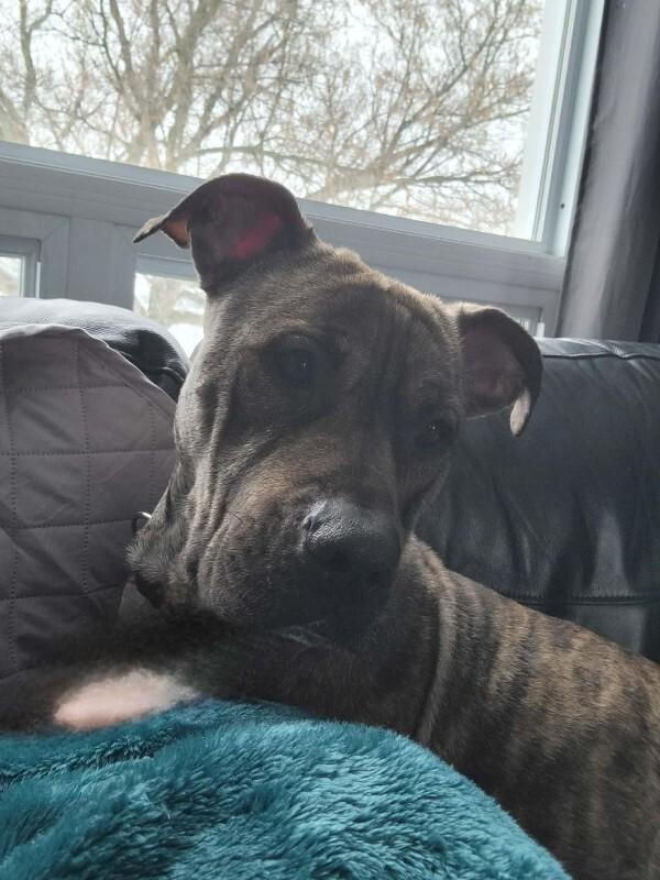 Messi, Adoptable, Adult Male Mixed Breed.