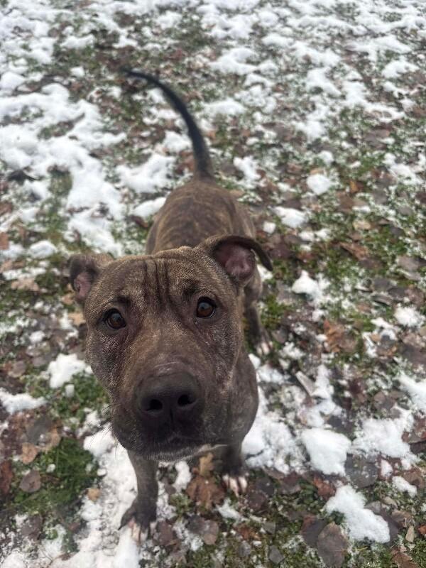 Messi, a Adoptable Mixed Breed in Athens, ON image 1/2