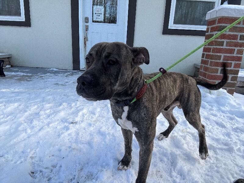 Messi, a Adoptable Mixed Breed in Athens, ON image 2/2