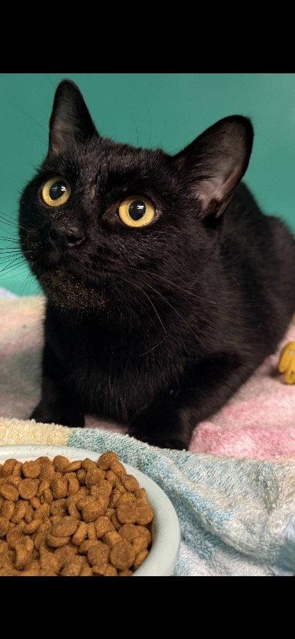Piper 2 years female, Adopted, Young Female Domestic Short Hair.