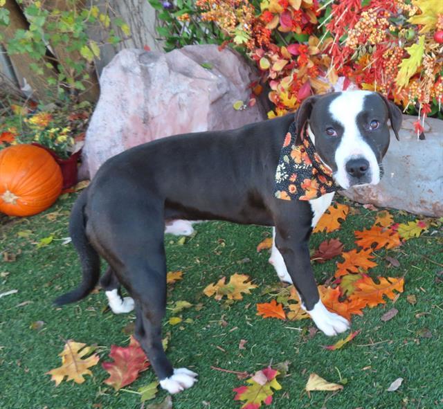 Enlarge DODGER, a Adoptable mixed breed in Oklahoma City, OK image 1/1