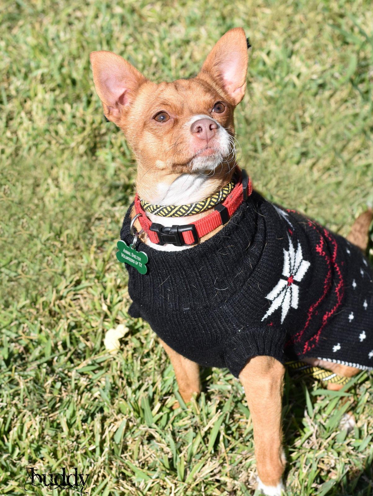 Enlarge Buddy, a Adoptable mixed breed in Montgomery, TX image 1/3