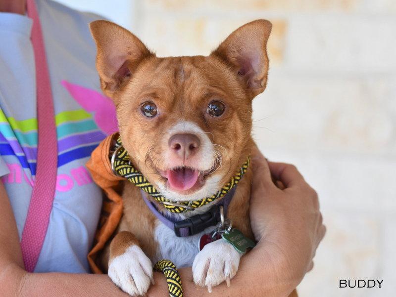 Enlarge Buddy, a Adoptable mixed breed in Montgomery, TX image 3/3