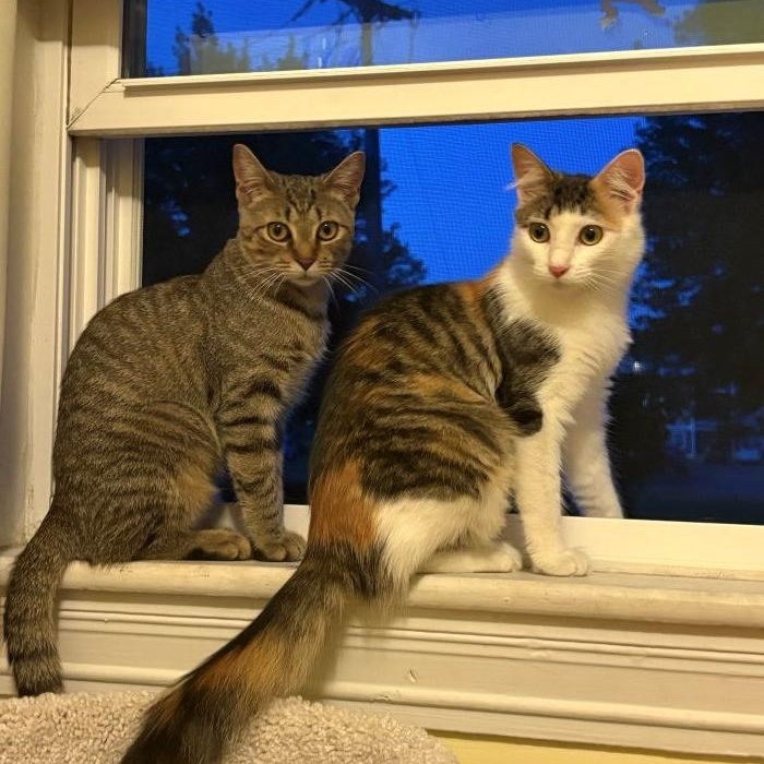 Mishka & Pushinka, ADOPTABLE, Kitten Female Domestic Medium Hair.