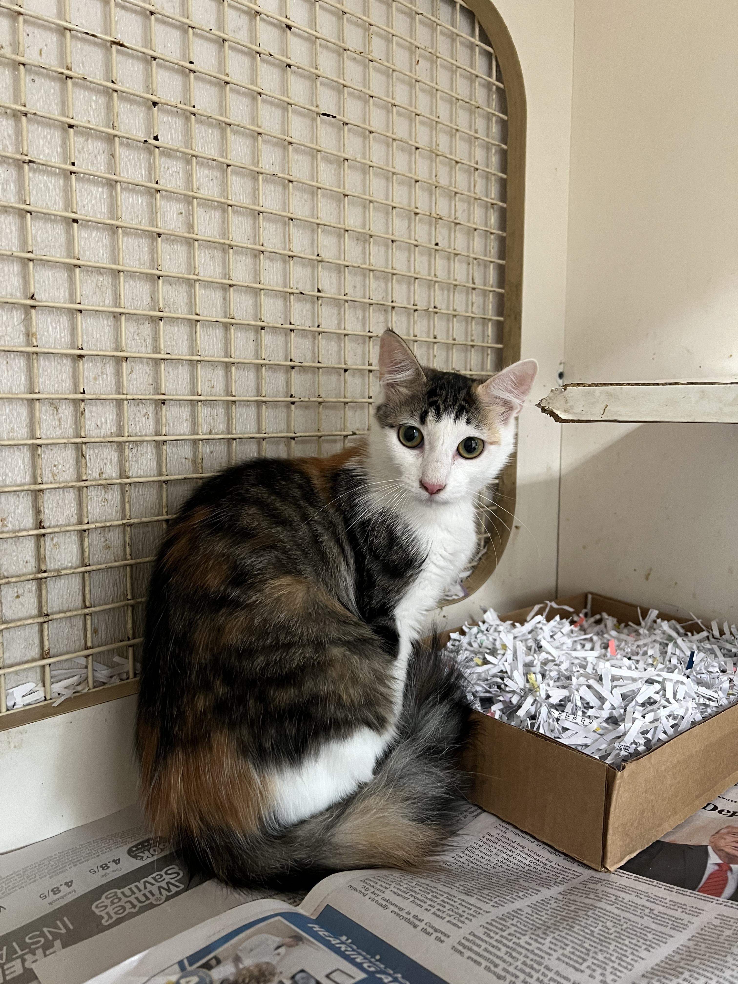 Enlarge Mishka & Pushinka, a ADOPTABLE Domestic Medium Hair in Woburn, MA image 2/6