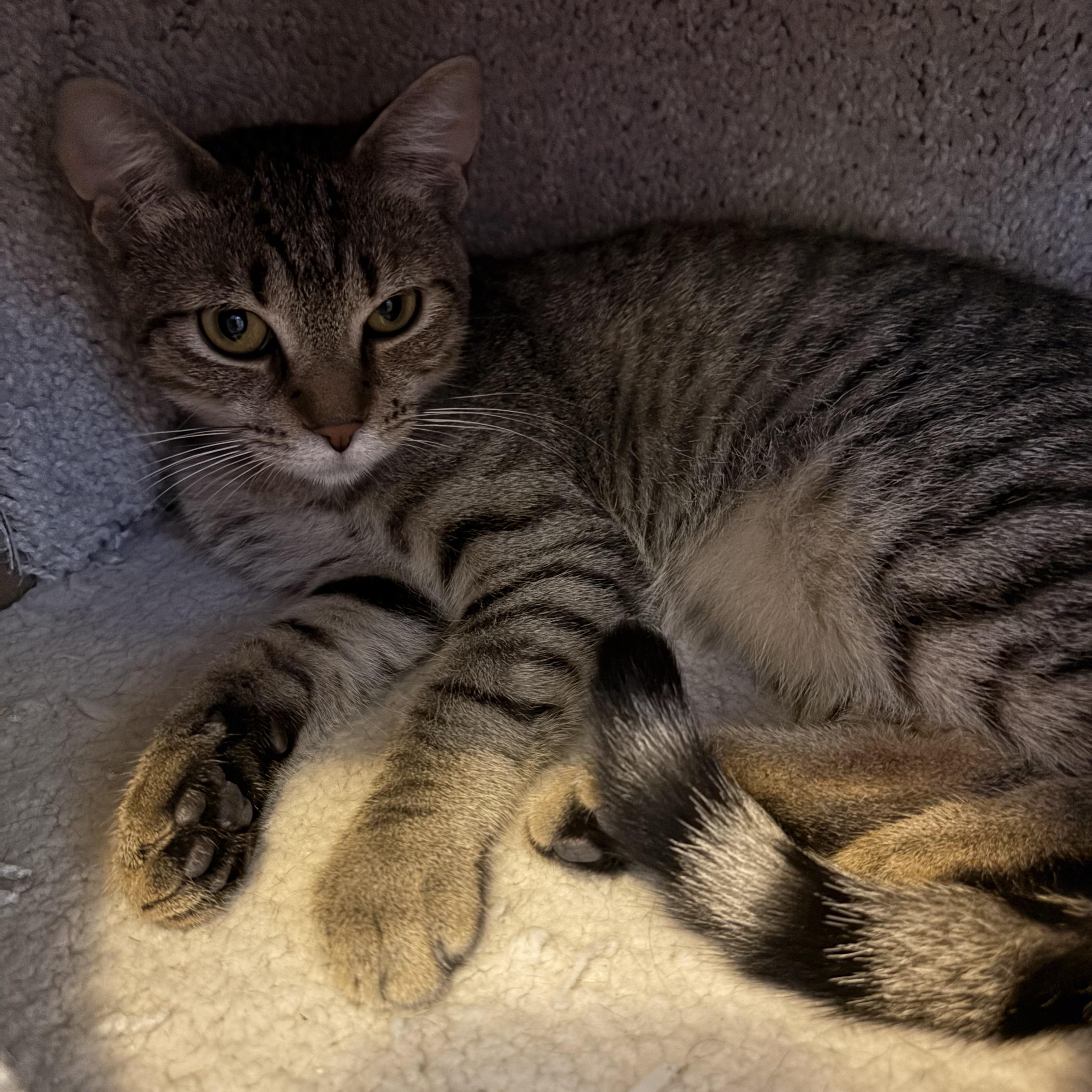 Enlarge Mishka & Pushinka, a ADOPTABLE Domestic Medium Hair in Woburn, MA image 6/6
