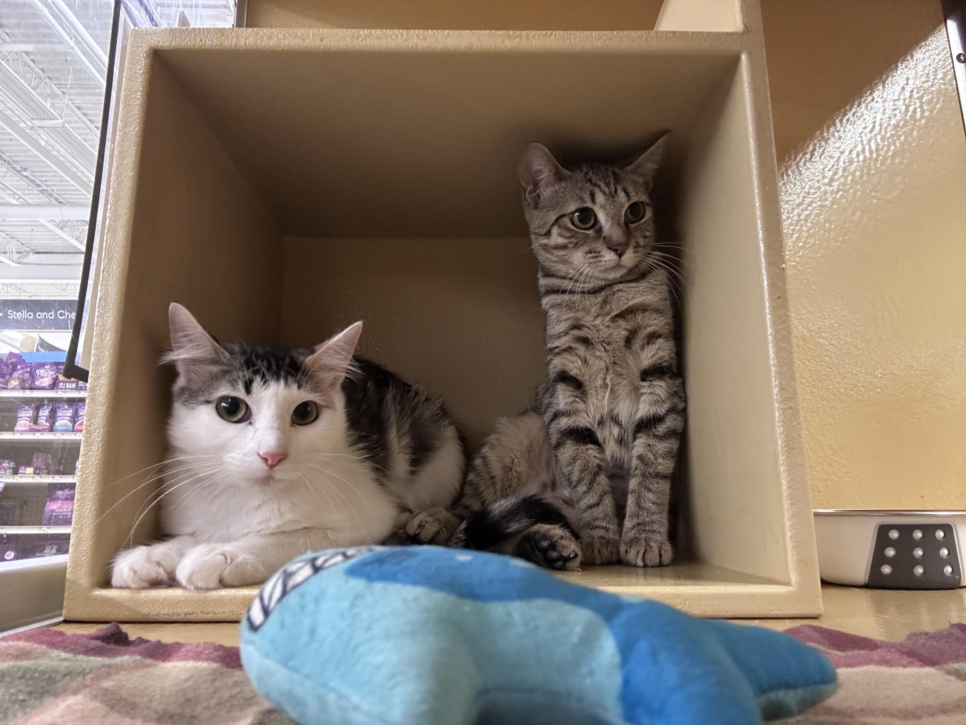 Enlarge Mishka & Pushinka, a ADOPTABLE Domestic Medium Hair in Woburn, MA image 3/6