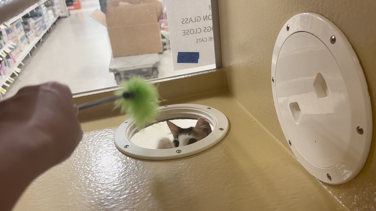 Enlarge Mishka & Pushinka, a ADOPTABLE Domestic Medium Hair in Woburn, MA video 4/6
