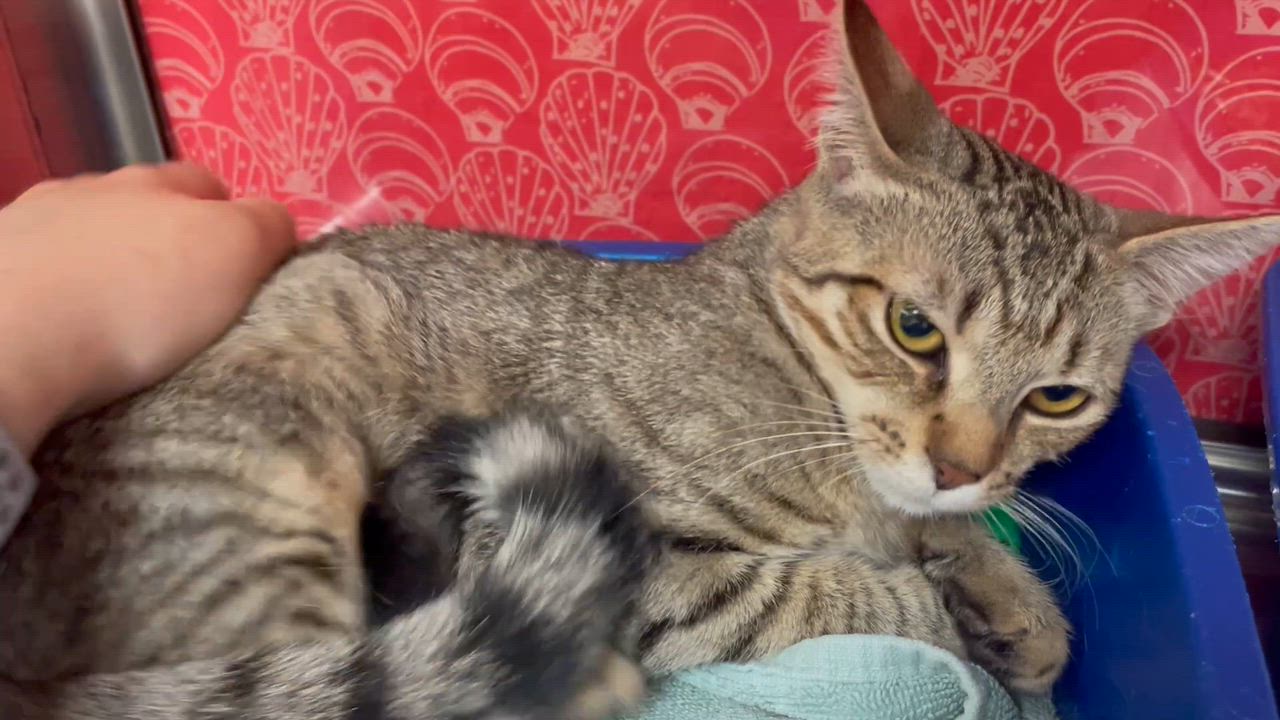 Enlarge Mishka & Pushinka, a ADOPTABLE Domestic Medium Hair in Woburn, MA video 5/6