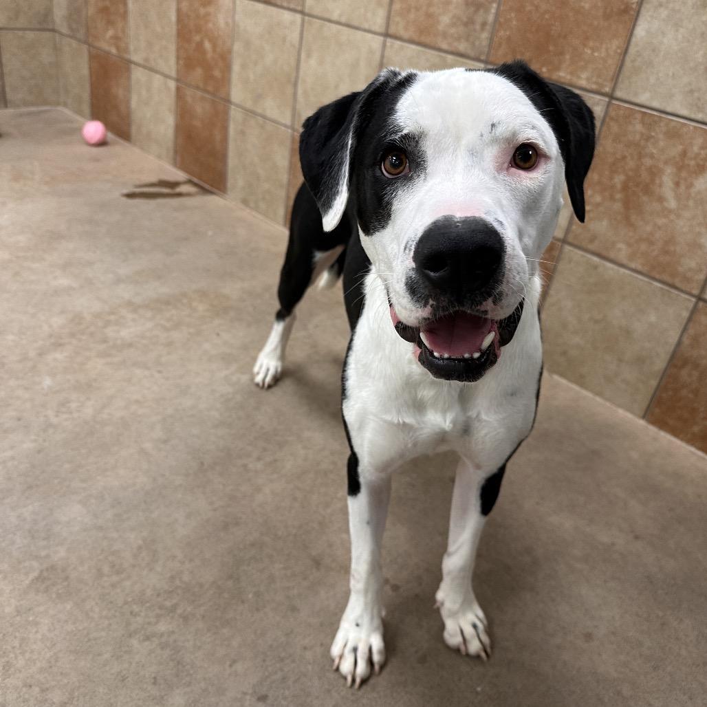 Kakuna, Adoptable, Adult Male Mixed Breed.