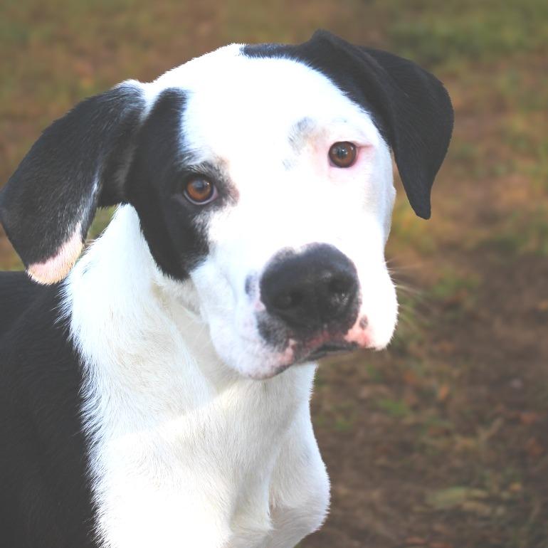 Enlarge Kakuna, a Adoptable Mixed Breed in Spokane, WA image 3/6