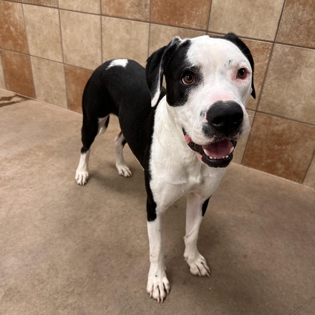 Enlarge Kakuna, a Adoptable Mixed Breed in Spokane, WA image 4/6