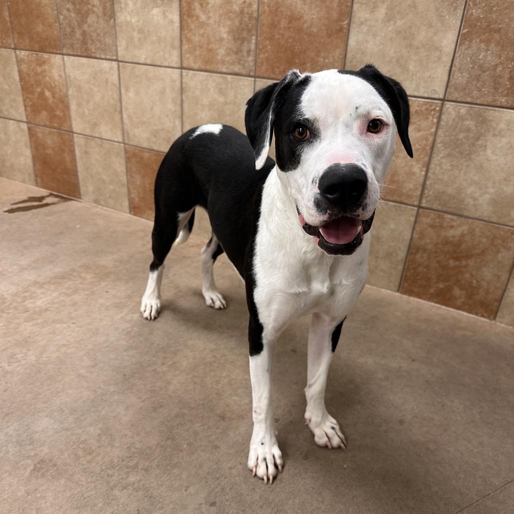 Enlarge Kakuna, a Adoptable Mixed Breed in Spokane, WA image 5/6