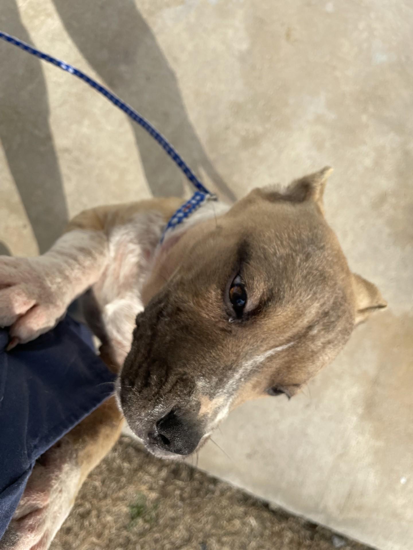 Enlarge Barlow2160B(Rescue Only), a ADOPTABLE mixed breed in Rocky Mount, NC image 3/5