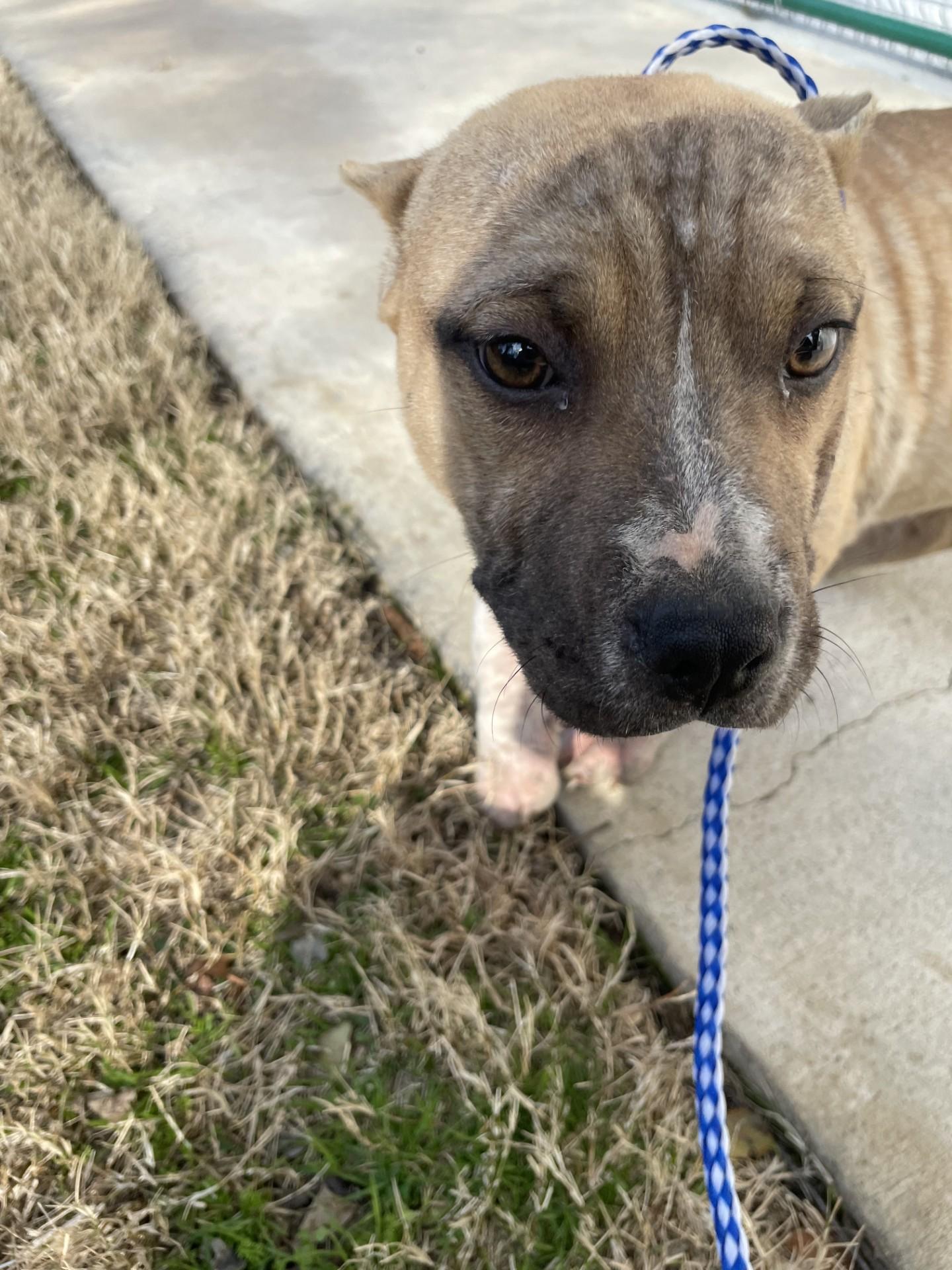 Enlarge Barlow2160B(Rescue Only), a ADOPTABLE mixed breed in Rocky Mount, NC image 4/5