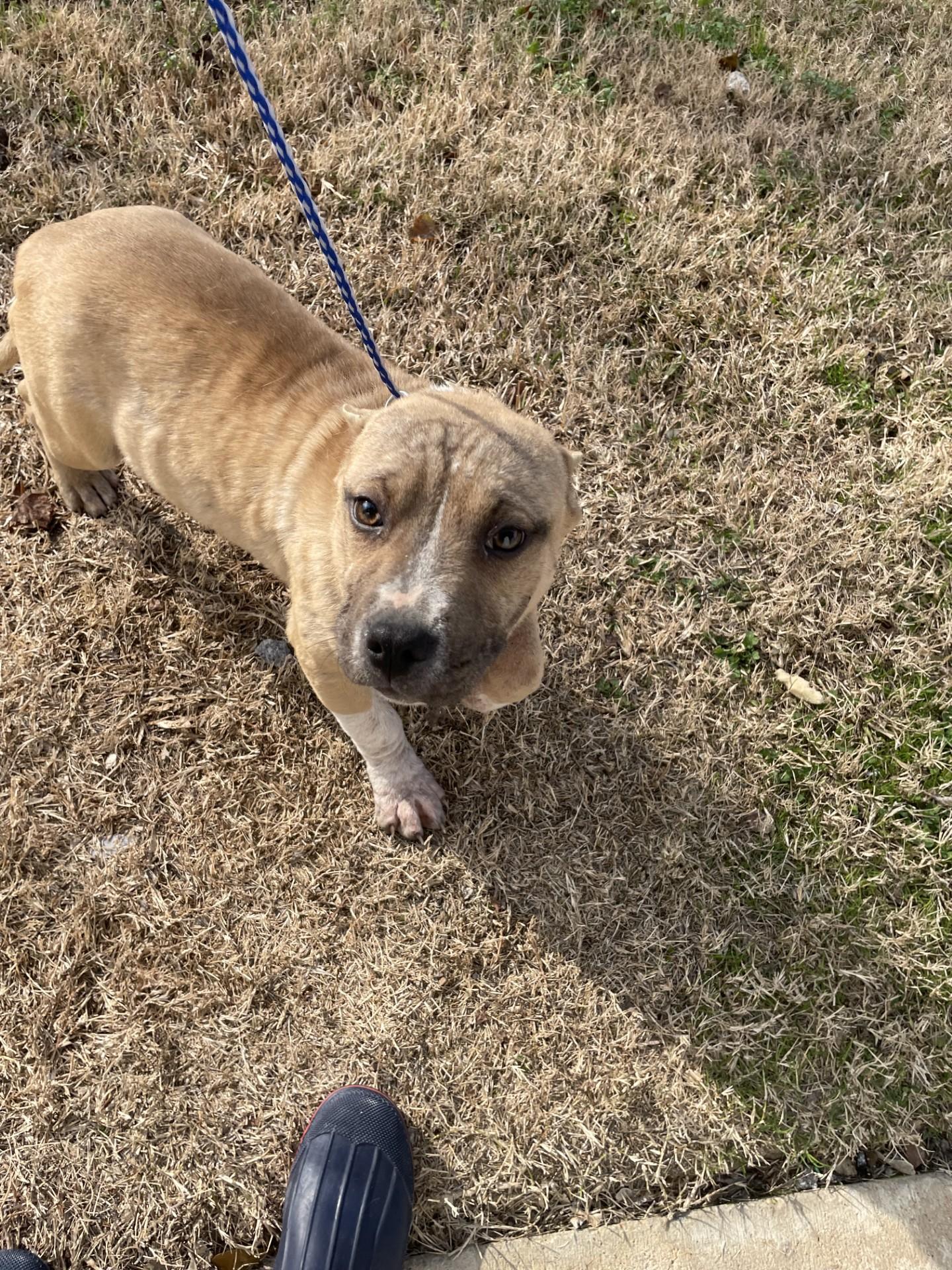 Enlarge Barlow2160B(Rescue Only), a ADOPTABLE mixed breed in Rocky Mount, NC image 1/5