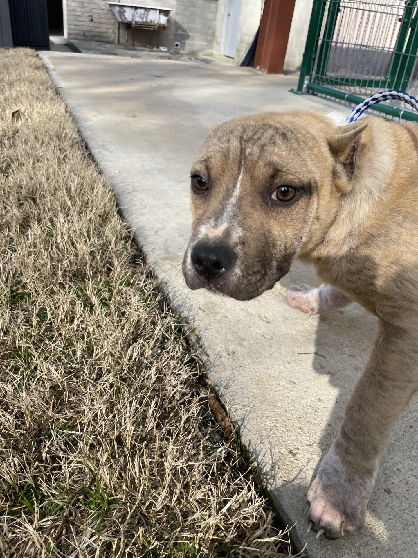 Enlarge Barlow2160B(Rescue Only), a ADOPTABLE mixed breed in Rocky Mount, NC image 2/5