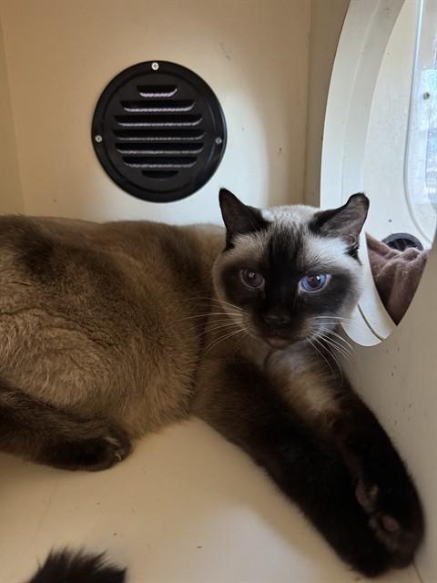 TOMMY TWOTONE, Adoptable, Senior Male Domestic Short Hair.