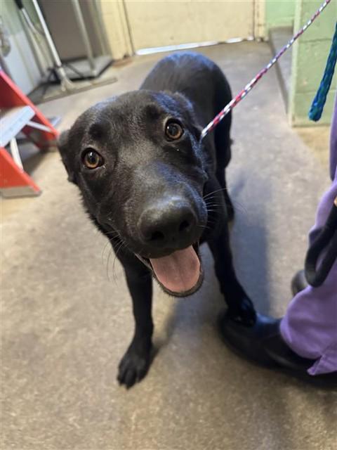 MADDOXX, Adoptable, Young Male Labrador Retriever & Mixed Breed.