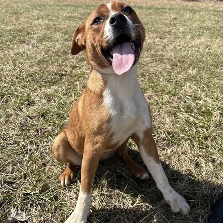 Valentine, Adult Female Boxer