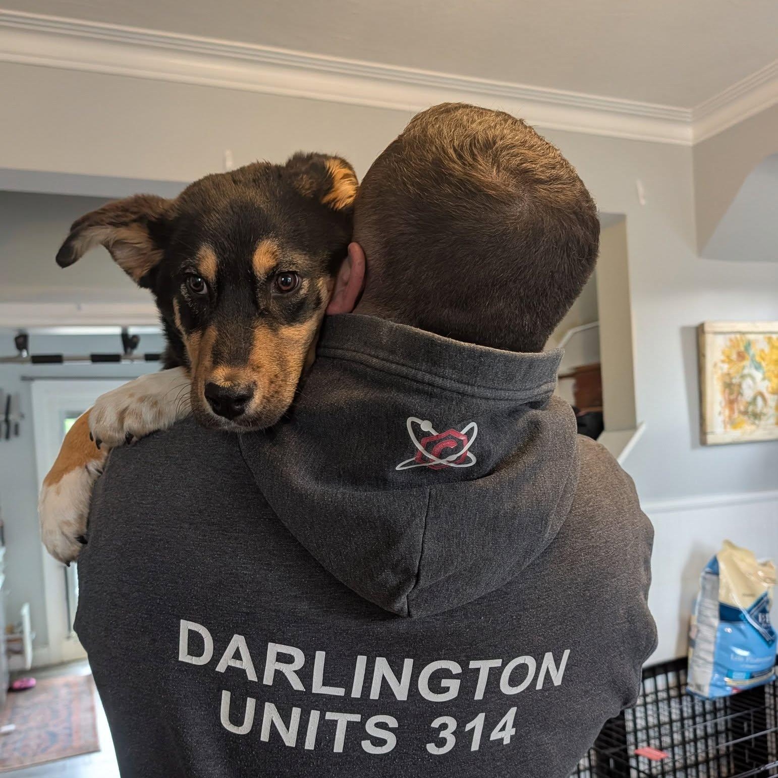Enlarge Juno , an adopted mixed breed in Woodstock, ON image 5/6