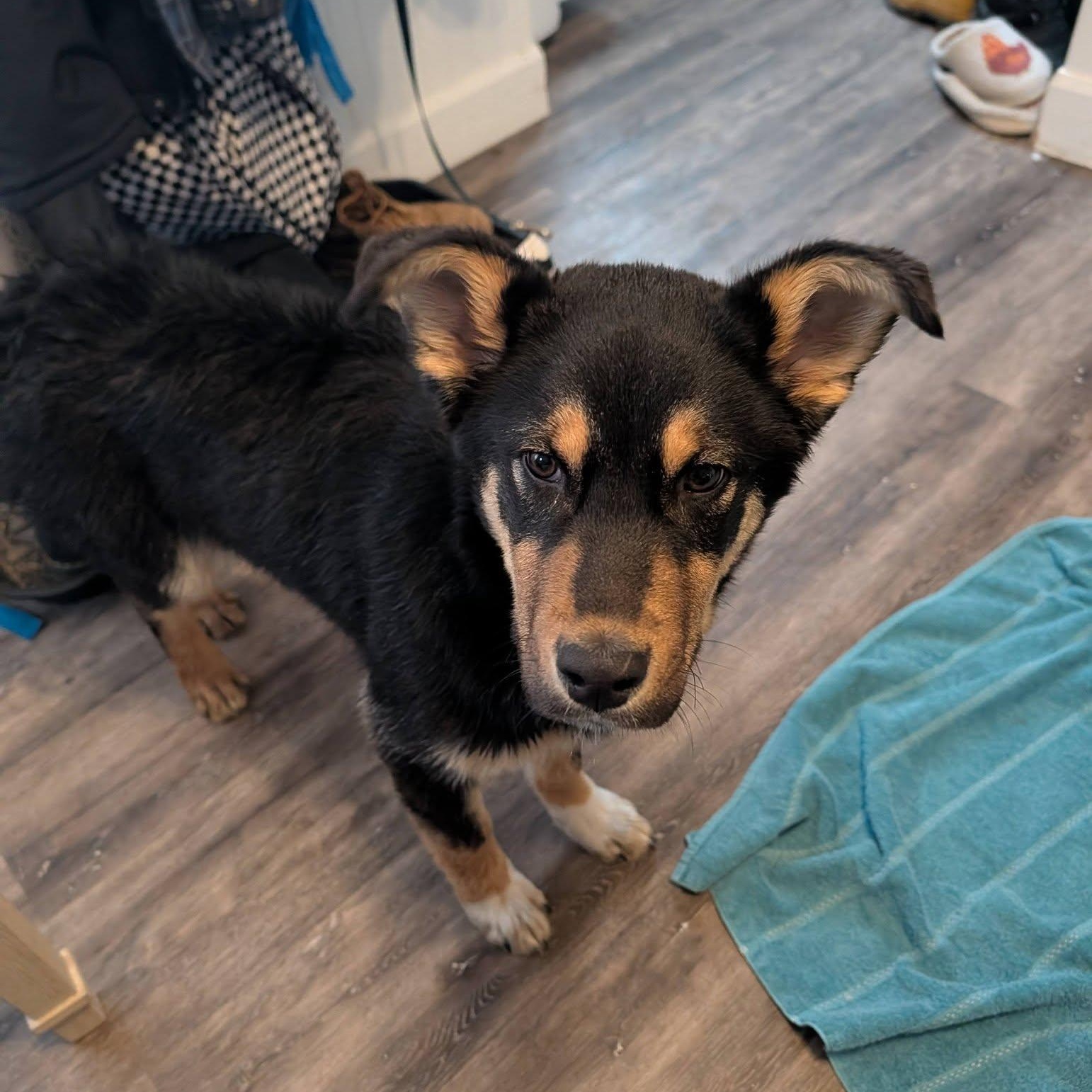 Enlarge Juno , an adopted mixed breed in Woodstock, ON image 6/6
