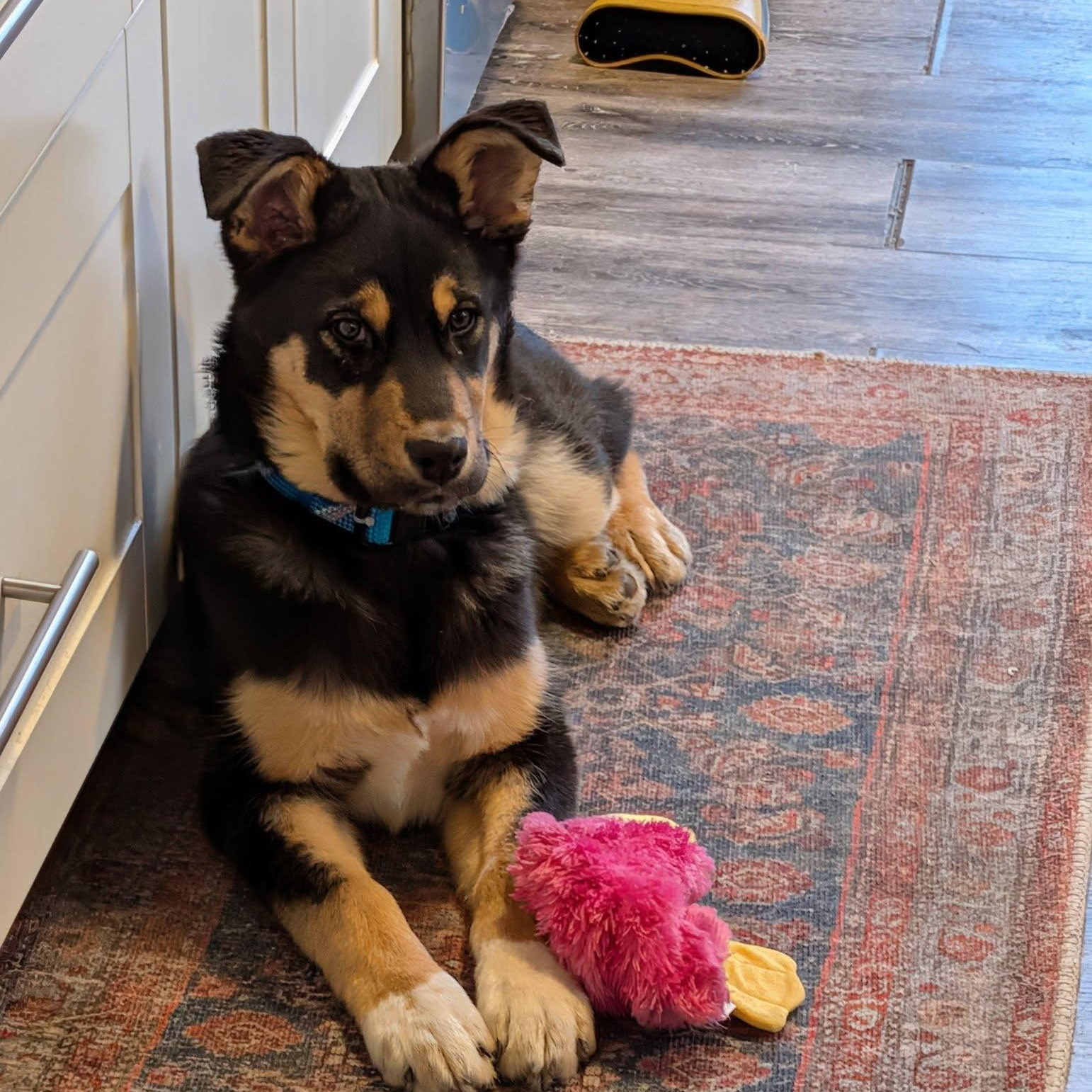 Enlarge Juno , an adopted mixed breed in Woodstock, ON image 3/6