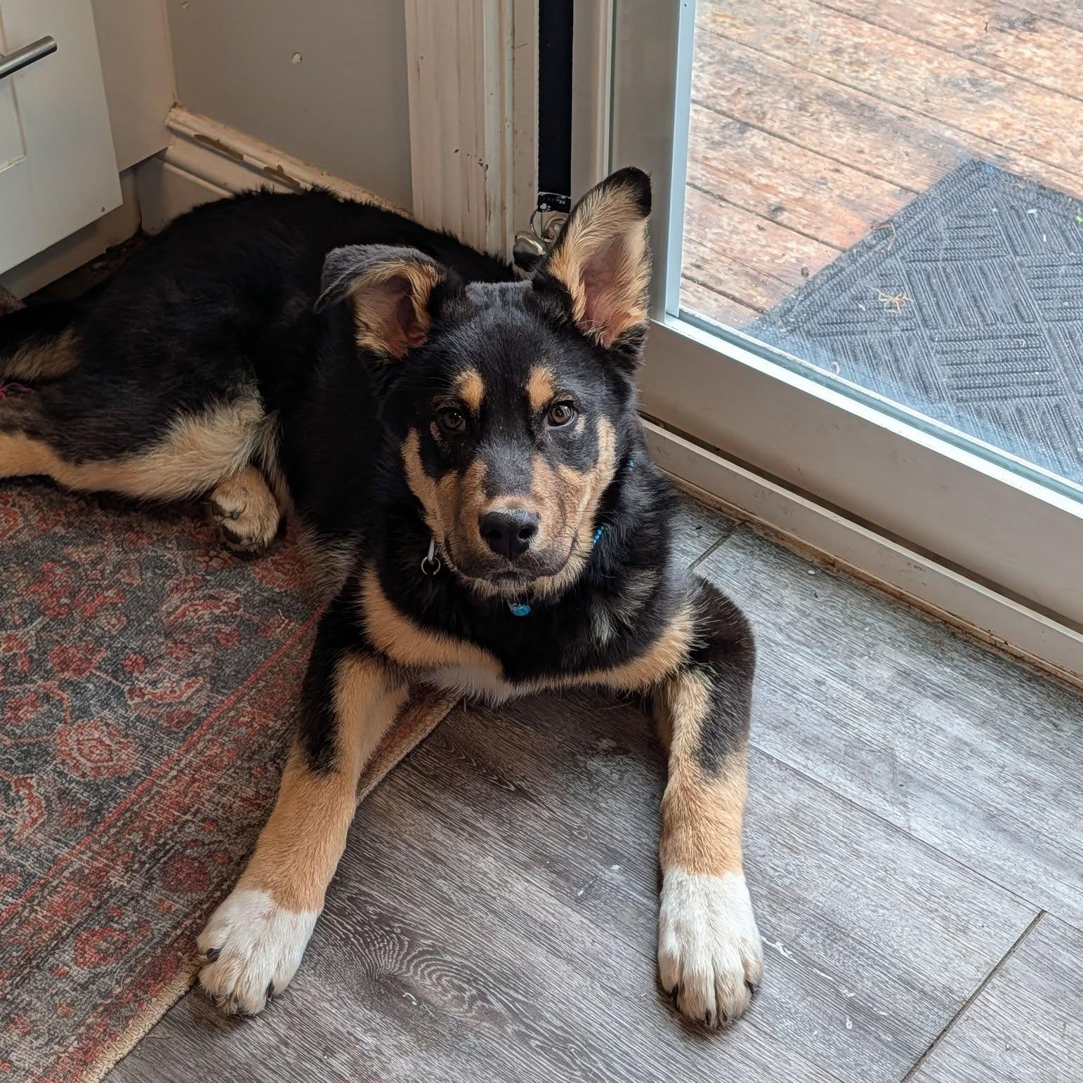 Enlarge Juno , an adopted mixed breed in Woodstock, ON image 2/6