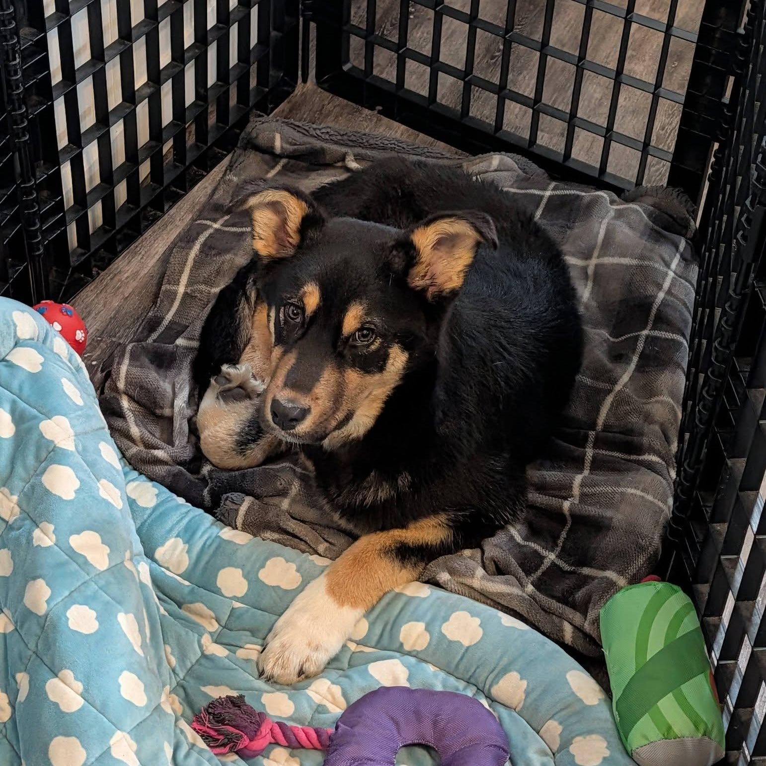 Enlarge Juno , an adopted mixed breed in Woodstock, ON image 4/6
