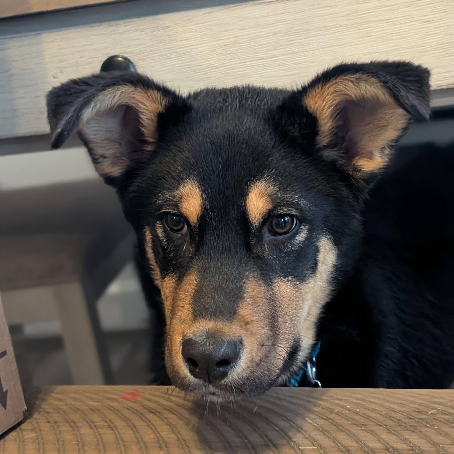 Enlarge Juno , an adopted mixed breed in Woodstock, ON image 1/6