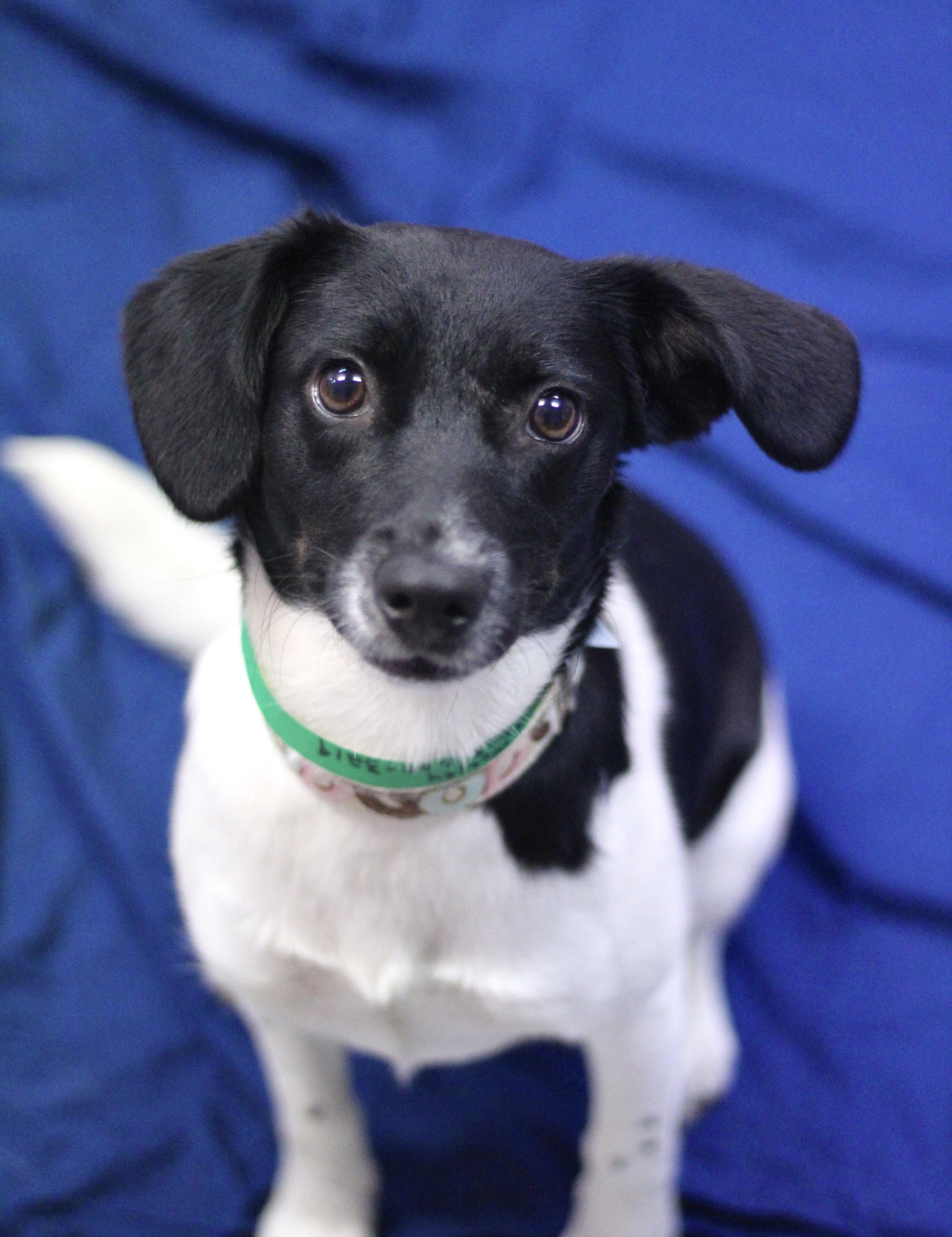 Delta in NH! Come Meet our Adoptable Dogs Wednesday-Saturday. More info in Bio!