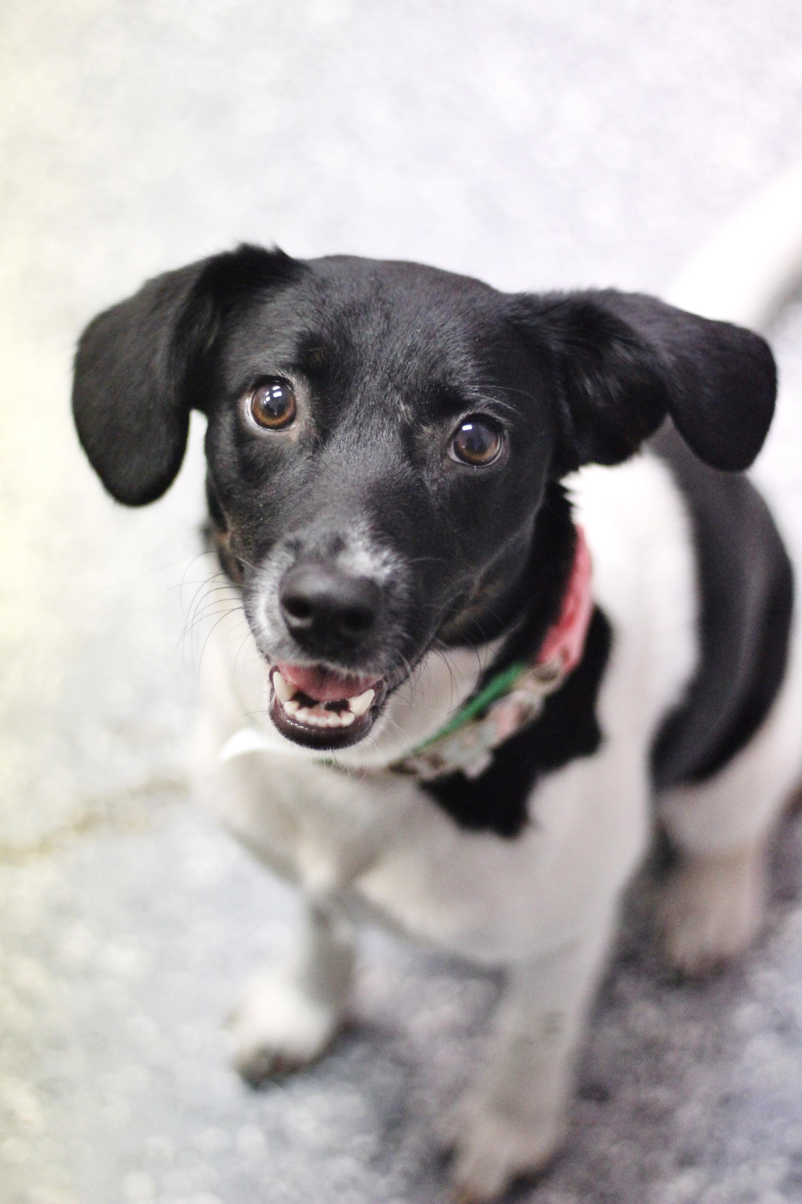 Delta in NH! Come Meet our Adoptable Dogs Wednesday-Saturday. More info in Bio!