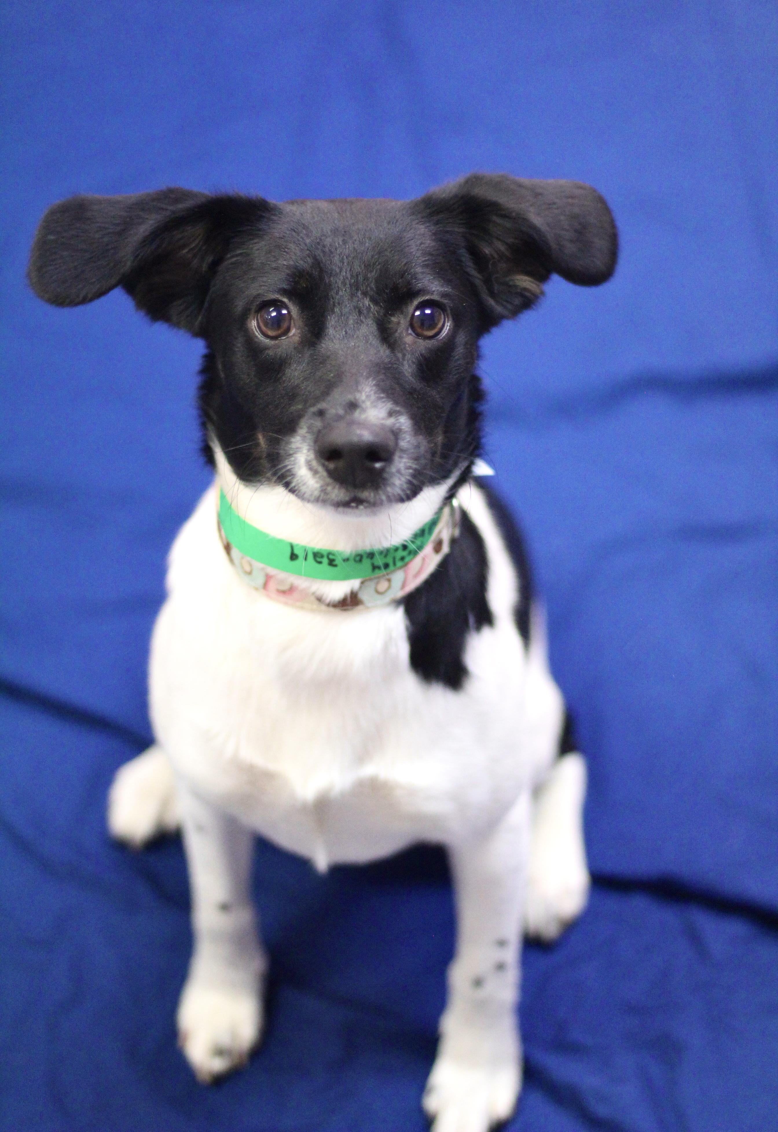 Delta in NH! Come Meet our Adoptable Dogs Wednesday-Saturday. More info in Bio!