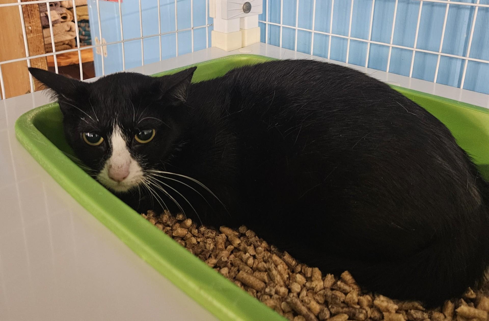 Bacardi, ADOPTABLE, Adult Female Domestic Short Hair.