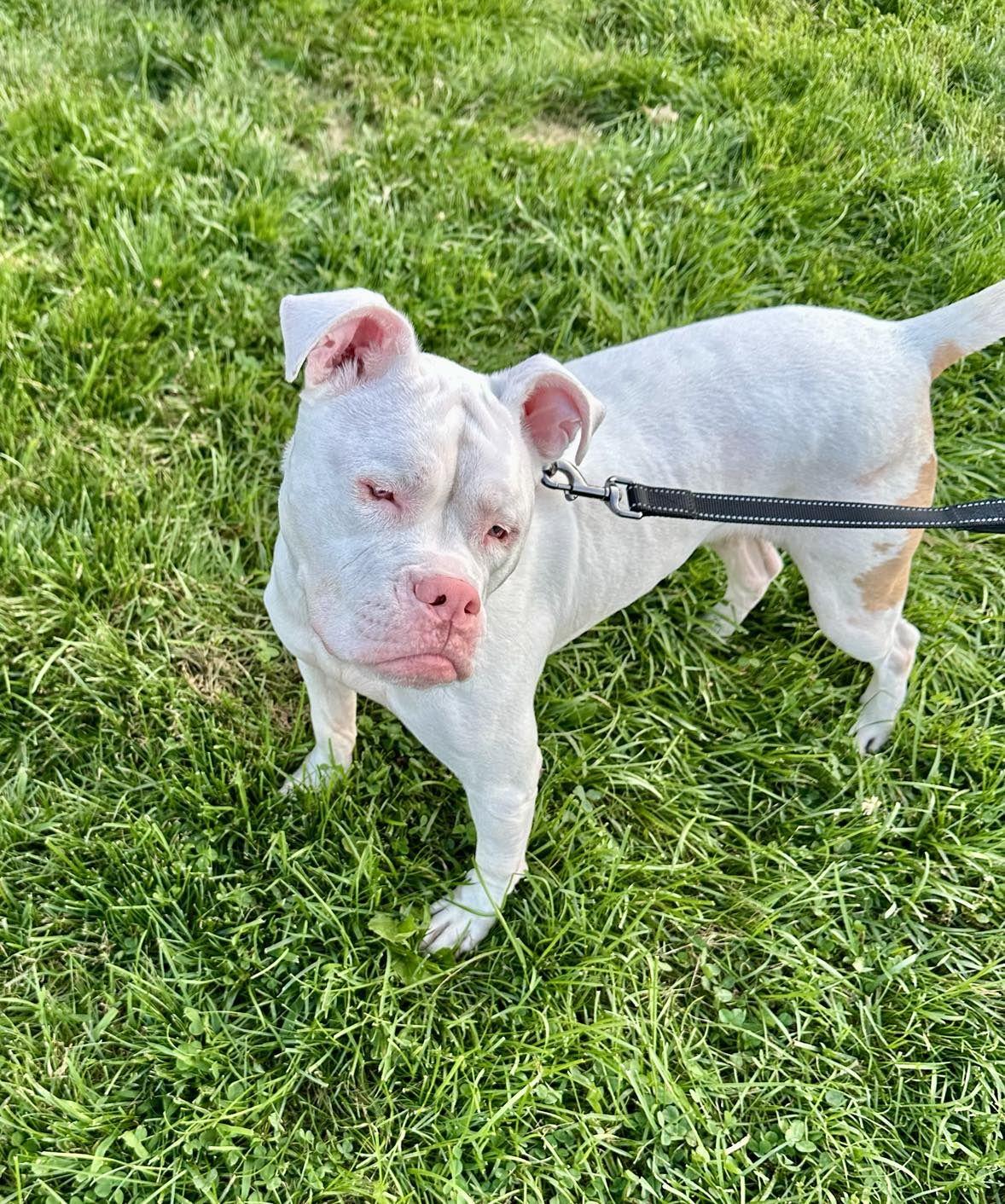 Enlarge Bagel, a Adopted mixed breed in Indianapolis, IN image 1/1