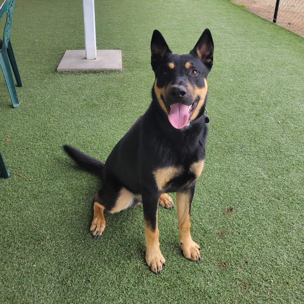 Banjo, Adoptable, Young Male Shepherd & Mixed Breed.