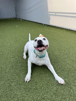 Bebe (in foster), Adoptable, Adult Female Boxer & Pit Bull Terrier.
