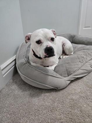 Bebe (in foster), Adoptable, Adult Female Boxer & Pit Bull Terrier.