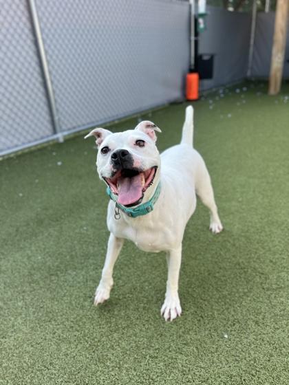 Bebe (in foster), Adoptable, Adult Female Boxer & Pit Bull Terrier.