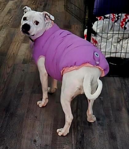 Enlarge Bebe (in foster), a Adoptable mixed breed in Fishers, IN image 2/3