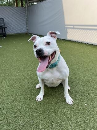 Enlarge Bebe (in foster), a Adoptable mixed breed in Fishers, IN image 3/3