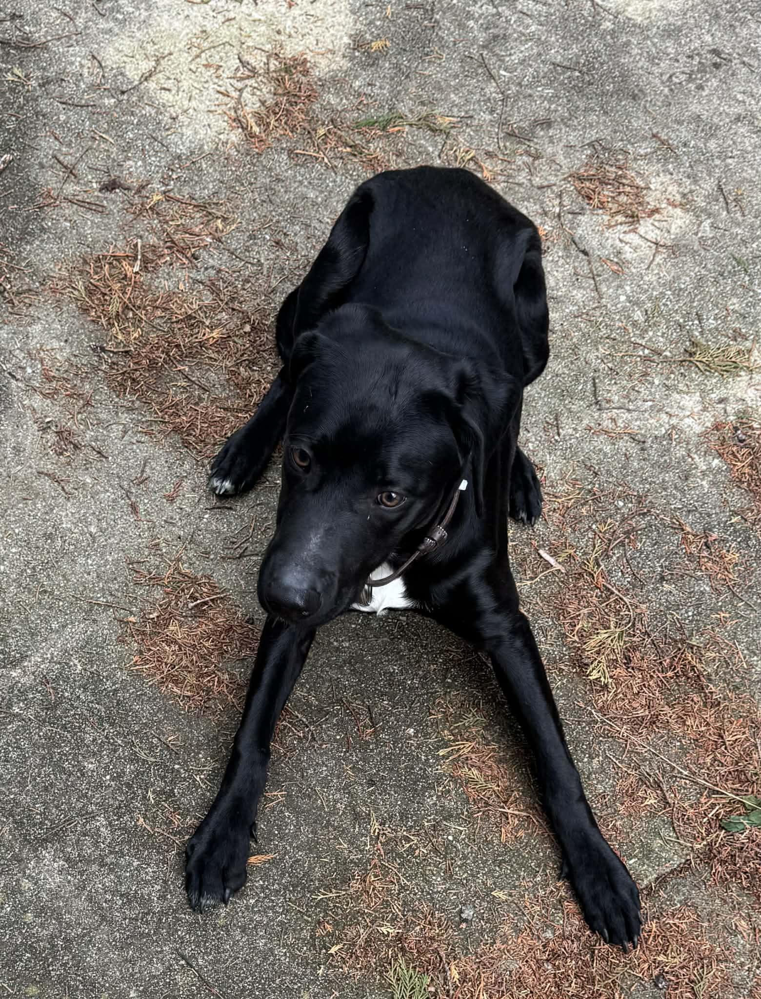 Enlarge Lucky, a ADOPTABLE mixed breed in Greeneville, TN image 1/6