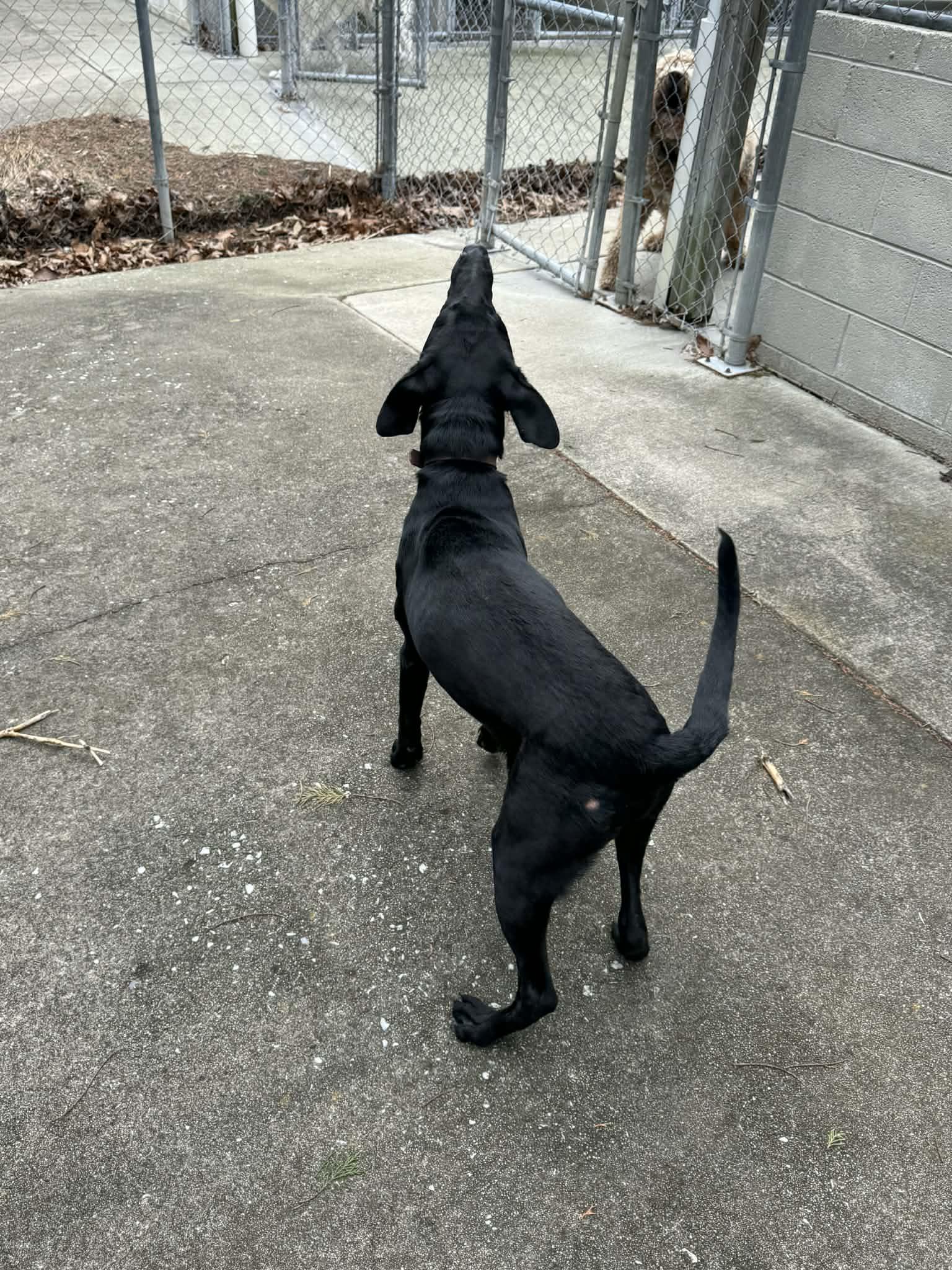 Enlarge Lucky, a ADOPTABLE mixed breed in Greeneville, TN image 5/6