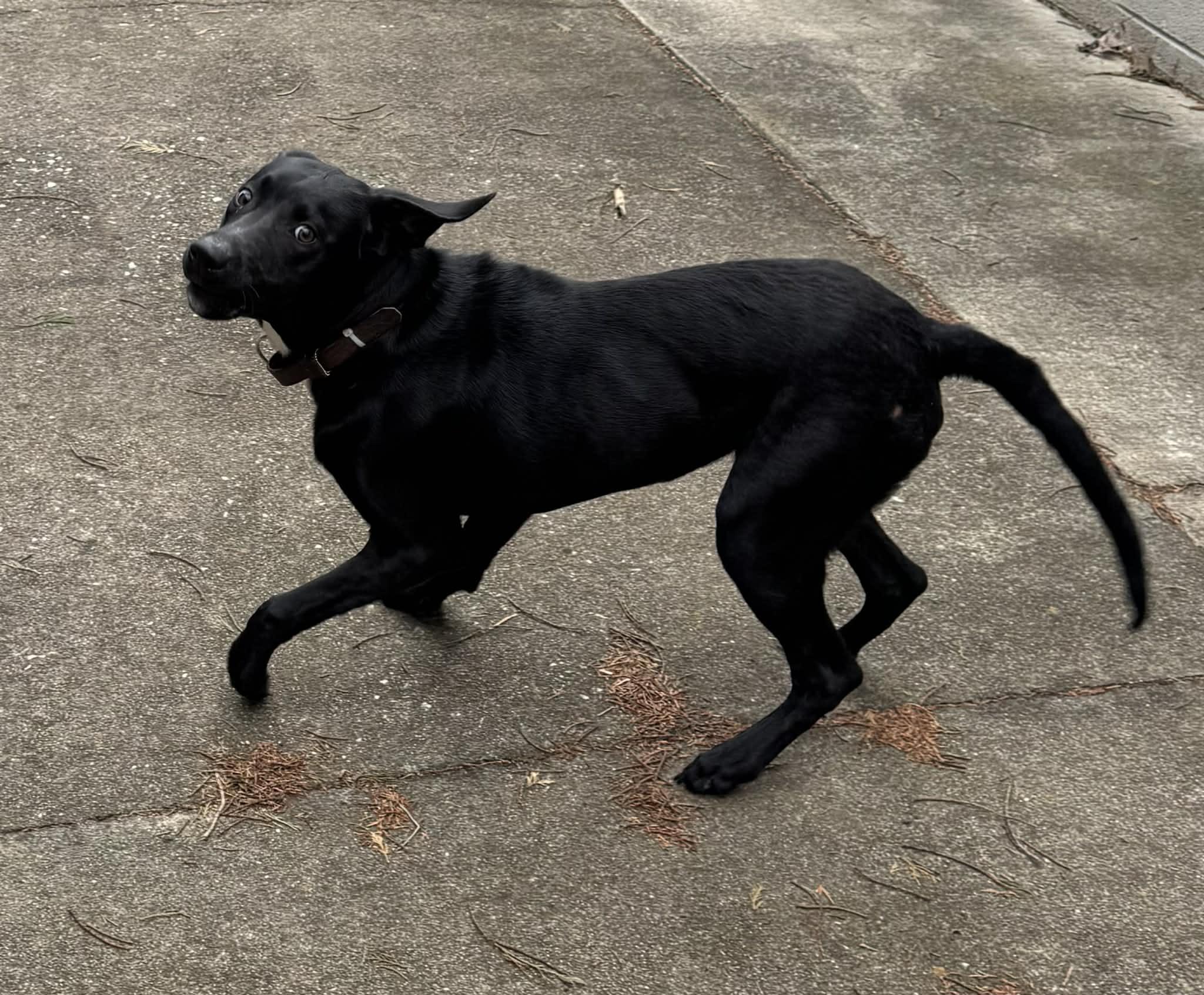 Enlarge Lucky, a ADOPTABLE mixed breed in Greeneville, TN image 6/6