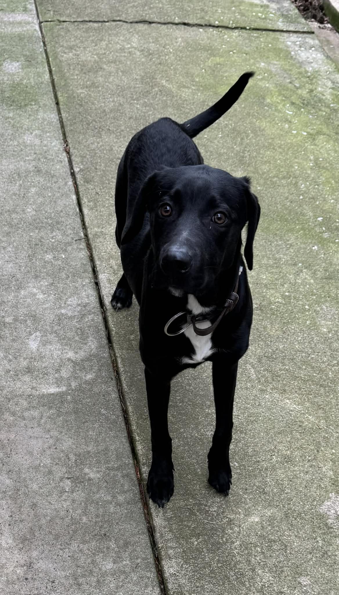 Enlarge Lucky, a ADOPTABLE mixed breed in Greeneville, TN image 3/6